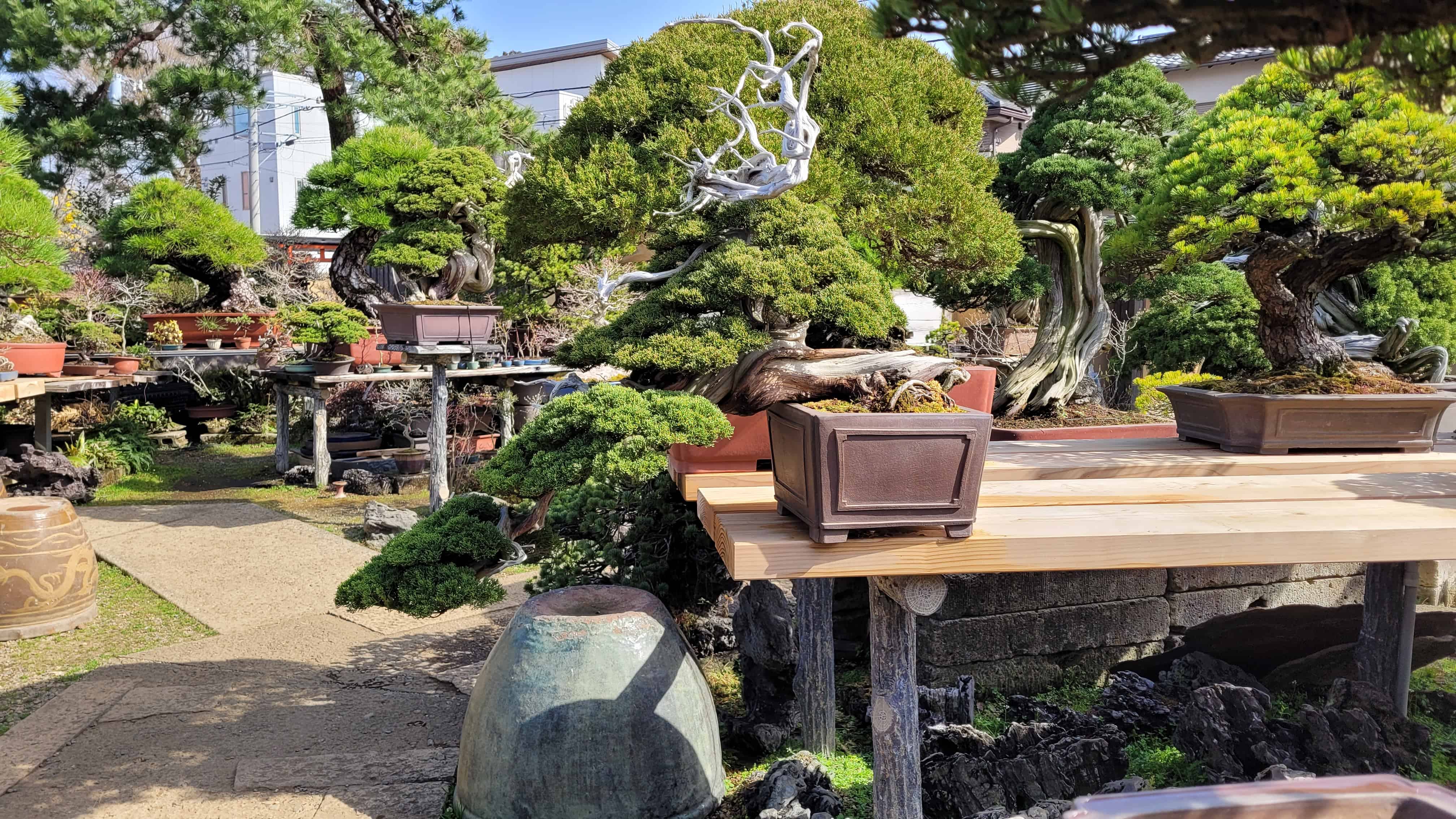 A juniper bonsai tree from omiya in Japan